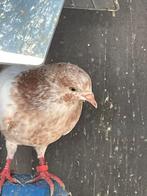 Hoogvlieger (perzieshe), Dieren en Toebehoren, Meerdere dieren, Overige soorten