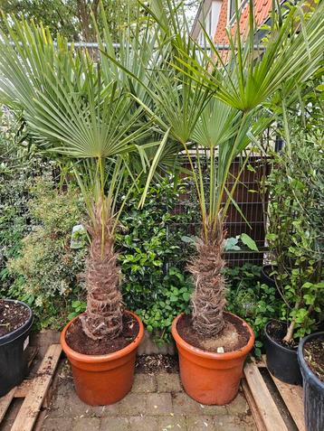Winterharde palmbomen | Trachycarpus | Europese dwergpalm beschikbaar voor biedingen
