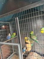 Parkieten, Dieren en Toebehoren, Vogels | Hokken en Kooien, Ophalen, Metaal, Vogelkooi