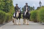 2 super lieve tinker ruinen, Gechipt, B, Ruin, 11 jaar of ouder