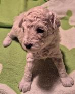 Witte dwerg poedel pup, Dieren en Toebehoren, Honden | Chihuahua's en Gezelschapshonden, Poedel, 8 tot 15 weken, CDV (hondenziekte)