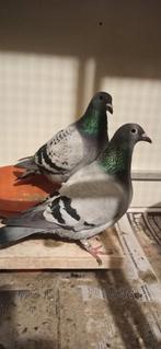 Postduiven, Dieren en Toebehoren, Meerdere dieren, Postduif