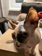 Sphynx, Dieren en Toebehoren, Meerdere dieren, Gechipt, 3 tot 5 jaar
