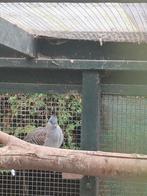 Australische kuifduif, Dieren en Toebehoren, Vogels | Overige Vogels, Geslacht onbekend