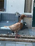 Mooi jonge duiven 2025, Dieren en Toebehoren, Vogels | Duiven, Meerdere dieren