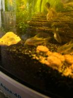 Corydora Goldstripe, Dieren en Toebehoren, Vissen | Aquariumvissen, Vis