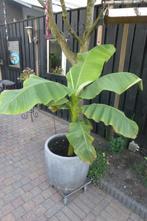 TE KOOP WINTERHARDE BANANENBOOM 1,10M HOOG, Ophalen, Volle zon, Vaste plant, Zomer