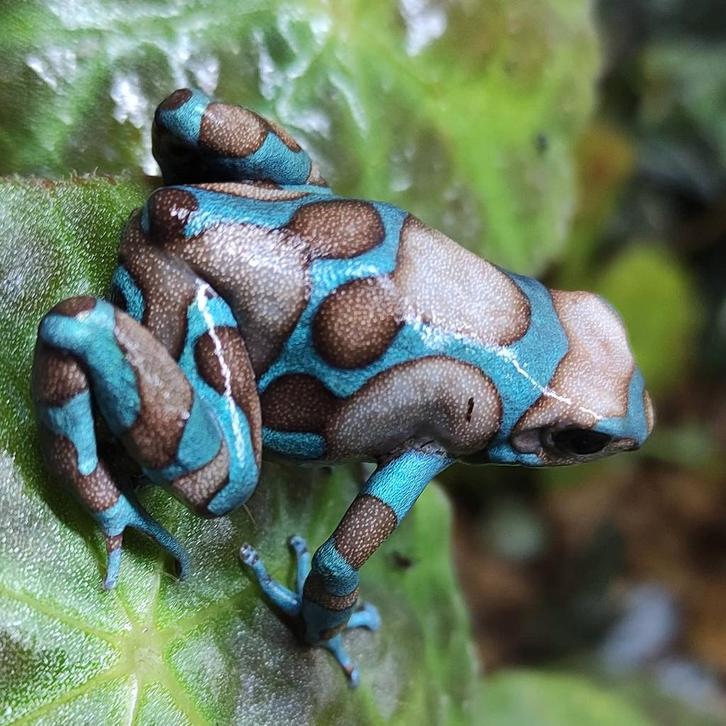 Dendrobates auratus uit eigen kwekerij, Dieren en Toebehoren, Reptielen en Amfibieën