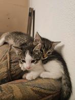7 lieve kittens (zwart met wit, grijs met wit en lapjes), Dieren en Toebehoren, Katten en Kittens | Raskatten | Langhaar, Meerdere dieren
