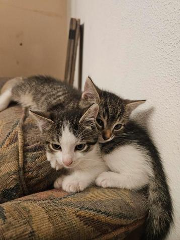7 lieve kittens (zwart met wit, grijs met wit en lapjes)  beschikbaar voor biedingen