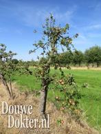 Mooiste oude volwassen appelbomen klein en groot vanaf 85EUR, Lente, Appelboom, Ophalen