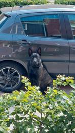 ter dekking aangeboden hollandse herder reu, Particulier, Rabiës (hondsdolheid), Herder, 1 tot 2 jaar