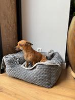 Chihuahua, Dieren en Toebehoren, Honden | Chihuahua's en Gezelschapshonden, Reu, 1 tot 2 jaar, Eén hond, Chihuahua