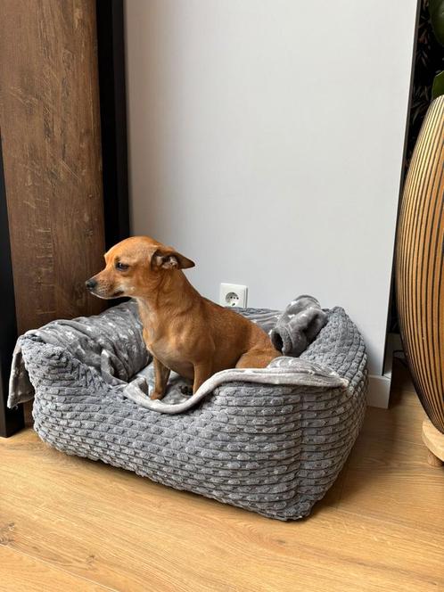 Chihuahua, Dieren en Toebehoren, Honden | Chihuahua's en Gezelschapshonden, Reu, Chihuahua, Particulier, Eén hond, Nederland, 1 tot 2 jaar