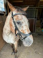 Hoofdstel maat cob, Dieren en Toebehoren, Paarden en Pony's | Hoofdstellen en Tuigage, Ophalen of Verzenden, Zo goed als nieuw