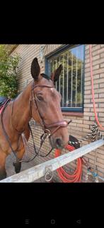 BR longridge Full Bruin, Dieren en Toebehoren, Ophalen, Zo goed als nieuw