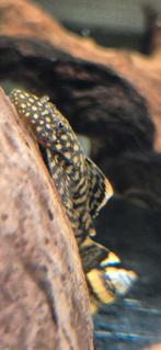 Kleine wildkleur borstelneus ancistrus bodemkruipers, Vis