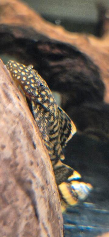 Kleine wildkleur borstelneus ancistrus bodemkruipers  beschikbaar voor biedingen