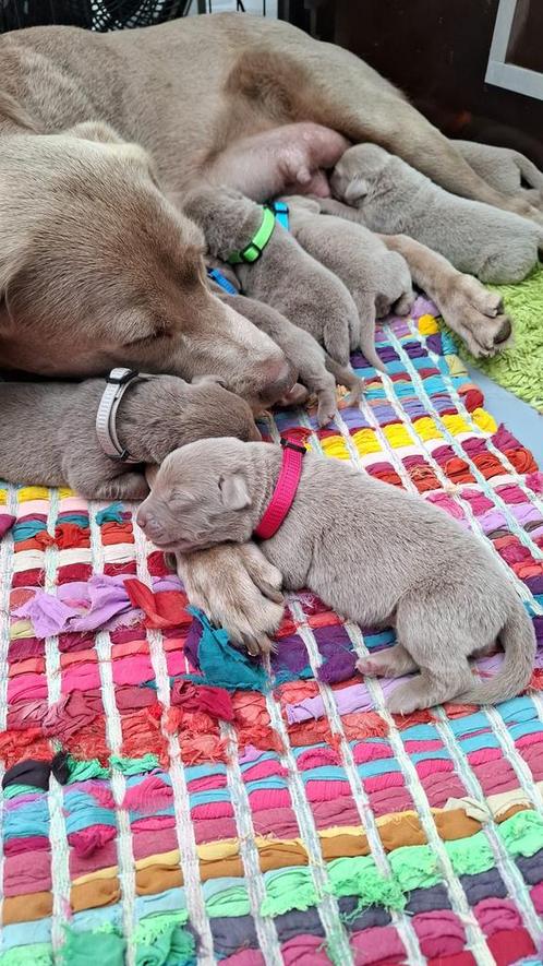 Zilveren labrador pups labmaraners, Dieren en Toebehoren, Honden | Retrievers, Spaniëls en Waterhonden, Meerdere dieren, Labrador retriever