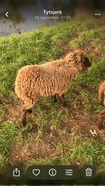 Quessantschaap en Ram, Dieren en Toebehoren, Schapen, Geiten en Varkens
