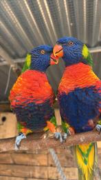 Jonge lori van de blauwe bergen, Dieren en Toebehoren, Vogels | Parkieten en Papegaaien, Papegaai