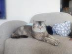 Superlieve Britse Korthaar Zoemi (niet te koop!), Dieren en Toebehoren, Katten en Kittens | Dekkaters, 0 tot 2 jaar