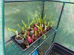 Sarracenia’s vleesetende planten te koop, Tuin en Terras, Planten | Tuinplanten, Ophalen of Verzenden, Zomer, Volle zon