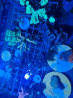 Diverse koraalstekken, Dieren en Toebehoren, Vissen | Aquariumvissen, Overige typen, Zoutwatervis