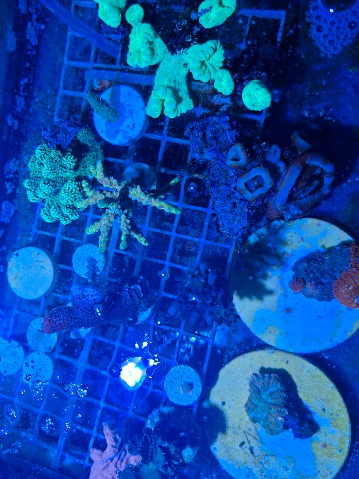 Diverse koraalstekken, Dieren en Toebehoren, Vissen | Aquariumvissen, Zoutwatervis, Overige typen