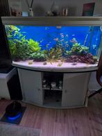 Mooi aquarium 120cm lang, Dieren en Toebehoren, Vissen | Aquaria en Toebehoren, Ophalen, Gebruikt, Leeg aquarium
