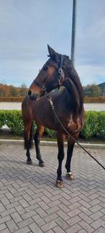 Dressuurgefokte KWPN ruin van 13 jaar. Vader Charmeur, Ruin, Recreatiepaard