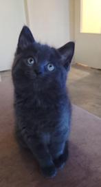 Prachitge kittens Ragdoll Blauwe Rus Brit, Dieren en Toebehoren, Katten en Kittens | Raskatten | Korthaar, Meerdere dieren, Ontwormd