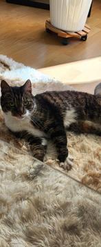 Kater Micky 7, Dieren en Toebehoren, Katten en Kittens | Raskatten | Korthaar, Kater, Ontwormd, 6 jaar of ouder