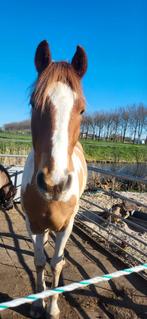 Verzorgster/bijrijdster/half-leaser gezocht, Dieren en Toebehoren, Paarden en Pony's | Overige Paardenspullen, Ophalen, Dressuur
