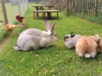 Pension vakantieopvang konijn cavia, Ophalen, Zo goed als nieuw, 200 cm of meer