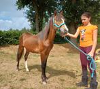 Jaarling B pony hengst 🩵, Hengst