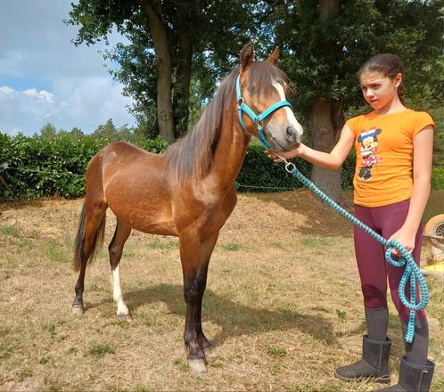 Jaarling B pony hengst 🩵, Dieren en Toebehoren, Paarden en Pony's | Dekhengsten en Fokmerries, Hengst