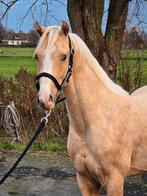 Hele mooie 2.5 palomino E-pony ruin te koop!, Dieren en Toebehoren, Pony's, E pony (1.48m - 1.57m), Gechipt, Ruin, Dressuurpony