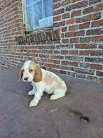 7 Engelse cokerspaniel pups (nog 1 beschikbaar), Parvo, 8 tot 15 weken, Meerdere, Meerdere dieren