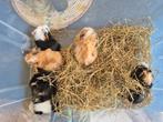 Cavia zeugjes en beertjes 4 weken oud, Dieren en Toebehoren, Knaagdieren, Cavia, Juli, Meerdere dieren, Tam