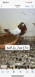 Koppel te koop, Dieren en Toebehoren, Vogels | Duiven, Meerdere dieren, Overige soorten