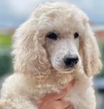 Koningspoedel, (Grote Poedel) pups, met stambom, Dieren en Toebehoren, België, Particulier, Rabiës (hondsdolheid), Overige rassen