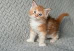 🐾 100 %Maine Coon Kittens Zoeken Liefdevolle huisjes 🐾, Dieren en Toebehoren, Katten en Kittens | Raskatten | Langhaar, Meerdere dieren