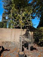 Lei laurier, Tuin en Terras, Planten | Bomen, Ophalen, Leiboom, Halfschaduw, Lente