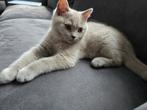 100%Raszuivere Britse Korthaar Kitten Lilac
 Kater, Kater, Ontwormd, 0 tot 2 jaar