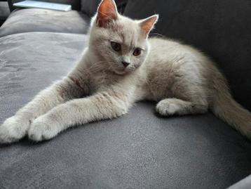 100%Raszuivere Britse Korthaar Kitten Lilac
 Kater beschikbaar voor biedingen
