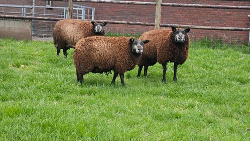 Blauwe Texelaar jaarling ooien., Dieren en Toebehoren, Schapen, Geiten en Varkens, Schaap, Vrouwelijk
