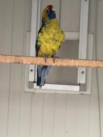 1 - 0 Geelbuik Rosella man 2024, Dieren en Toebehoren, Vogels | Parkieten en Papegaaien, Mannelijk, Parkiet, Geringd