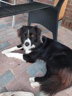 Lieve aussie, Dieren en Toebehoren, Honden | Herdershonden en Veedrijvers, Rabiës (hondsdolheid), 1 tot 2 jaar, Teef, Eén hond
