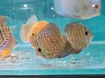 Indiana Tiger Discus, Symphysodon Discus Indiana Tiger, Vis, Zoetwatervis